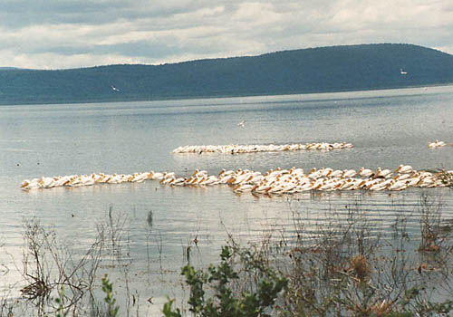Pellicans fishing at Lake Nakuru Kenya Africa

