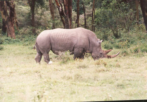 Rhino at lake Nakuru Kenya, Africa
