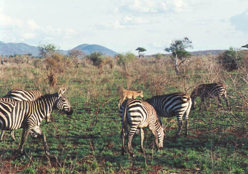 At at Taita Hills game sanctuary near Tsavo National Park Kenya Africa
