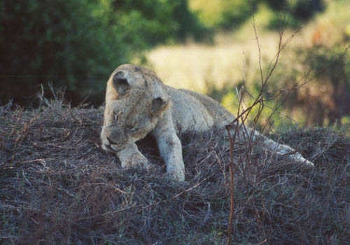 Lion at Taita Hills game sanctuary near Tsavo National Park Kenya Africa
