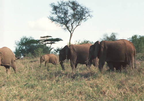 Elephants at Taita Hills game sanctuary near Tsavo National Park Kenya 