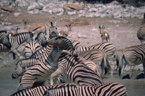 Etosha National Park