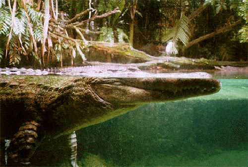 Face-to-face with a crocodile at Singapore zoo