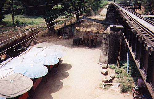  Elephant rides on the other side of the bridge.
