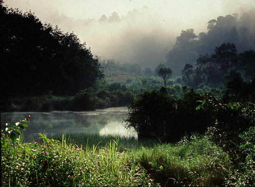 Jungle in Khao Sok National Park 
