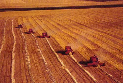 Combines on the Great Regina Plain