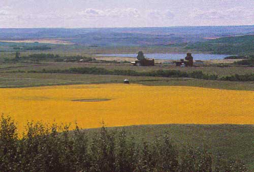 A Prairie scene