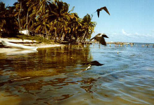 Caye Caulker
Pelicans feeding on fish entrails