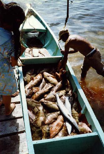 Caye Caulker
A day's catch
