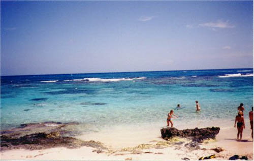 Photo of a coral reef 