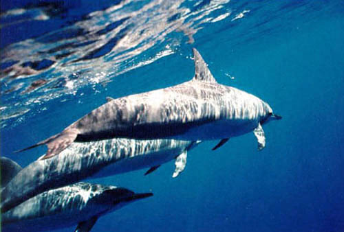 Dolphin playing off the coast of Hawaii 