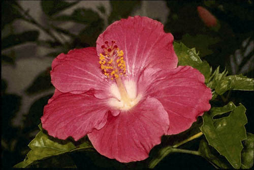Hibiscus, Hawaii's state flower, flourishes throughout the islands